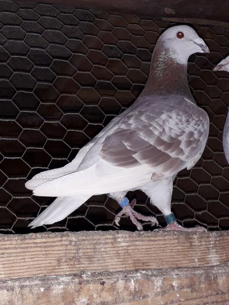  - PORUMBEI BRICOUX 2019 CRESCATORIA CARAMIDA ROBERT