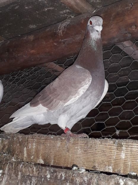  - PORUMBEI BRICOUX 2019 CRESCATORIA CARAMIDA ROBERT