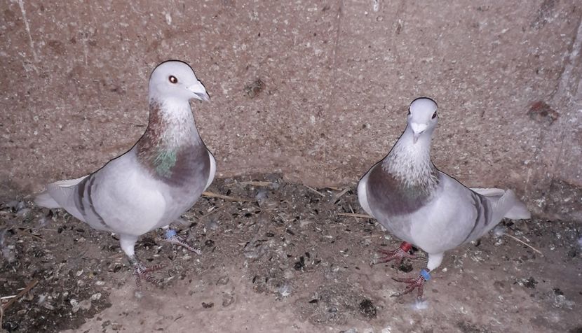  - PORUMBEI BRICOUX 2019 CRESCATORIA CARAMIDA ROBERT