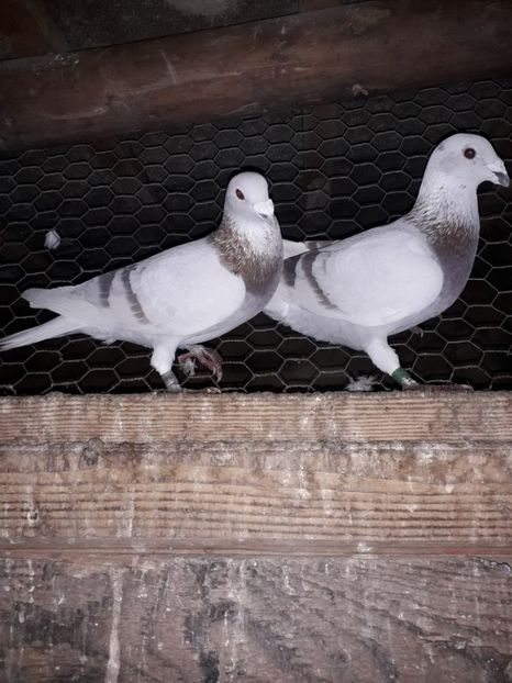  - PORUMBEI BRICOUX 2019 CRESCATORIA CARAMIDA ROBERT