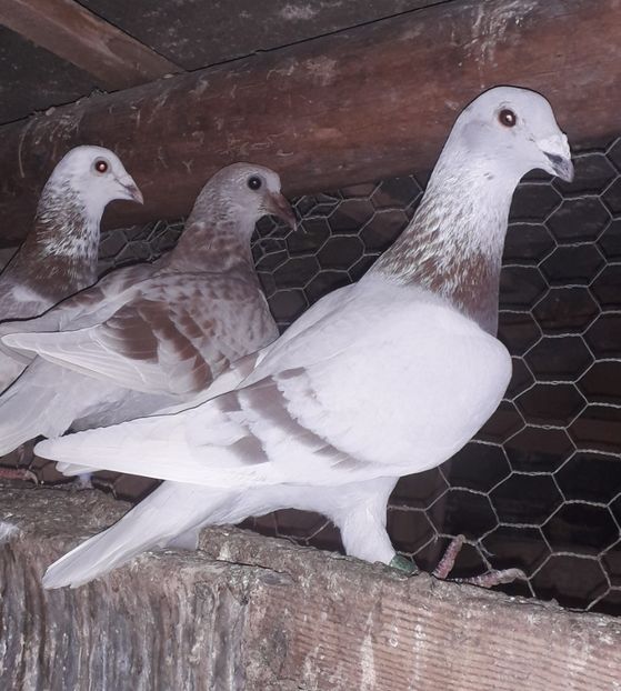  - PORUMBEI BRICOUX 2019 CRESCATORIA CARAMIDA ROBERT