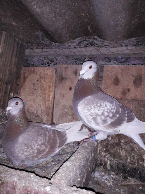  - PORUMBEI BRICOUX 2019 CRESCATORIA CARAMIDA ROBERT