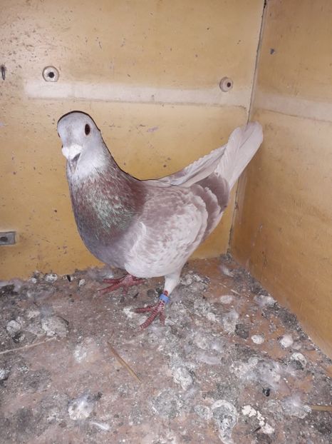  - PORUMBEI BRICOUX 2019 CRESCATORIA CARAMIDA ROBERT