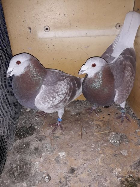  - PORUMBEI BRICOUX 2019 CRESCATORIA CARAMIDA ROBERT