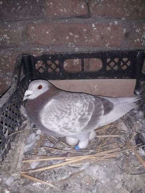  - PORUMBEI BRICOUX 2019 CRESCATORIA CARAMIDA ROBERT