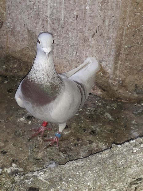  - PORUMBEI BRICOUX 2019 CRESCATORIA CARAMIDA ROBERT