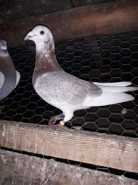  - PORUMBEI BRICOUX 2019 CRESCATORIA CARAMIDA ROBERT