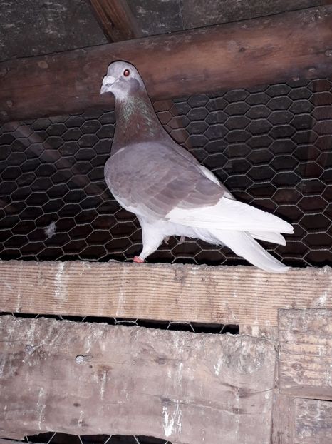  - PORUMBEI BRICOUX 2019 CRESCATORIA CARAMIDA ROBERT