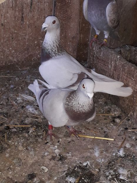  - PORUMBEI BRICOUX 2019 CRESCATORIA CARAMIDA ROBERT