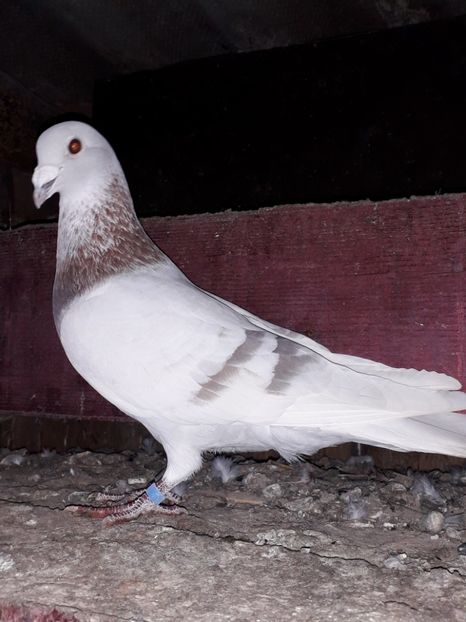  - PORUMBEI BRICOUX 2019 CRESCATORIA CARAMIDA ROBERT