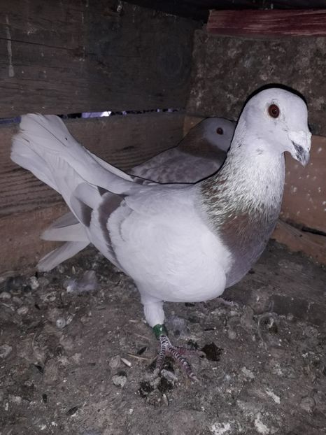  - PORUMBEI BRICOUX 2019 CRESCATORIA CARAMIDA ROBERT