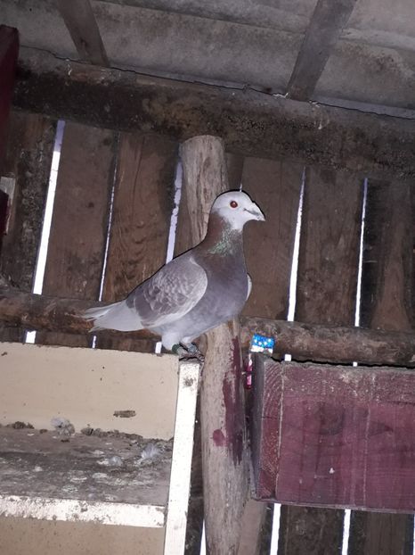  - PORUMBEI BRICOUX 2019 CRESCATORIA CARAMIDA ROBERT