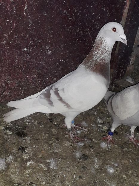  - PORUMBEI BRICOUX 2019 CRESCATORIA CARAMIDA ROBERT