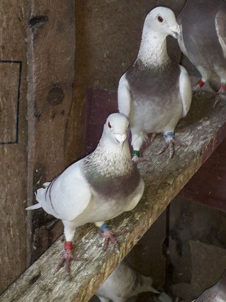 - PORUMBEI BRICOUX 2019 CRESCATORIA CARAMIDA ROBERT