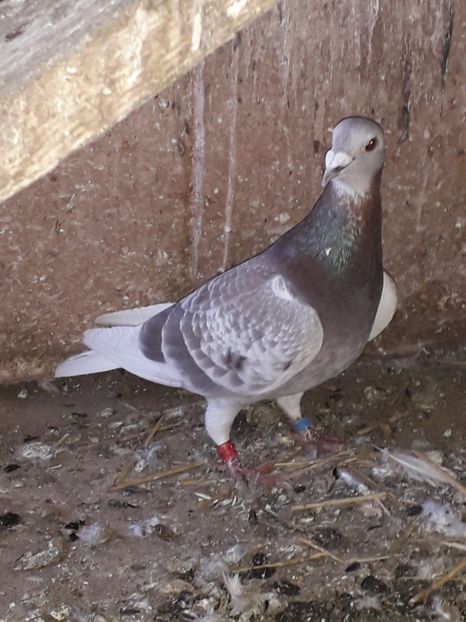  - PORUMBEI BRICOUX 2019 CRESCATORIA CARAMIDA ROBERT