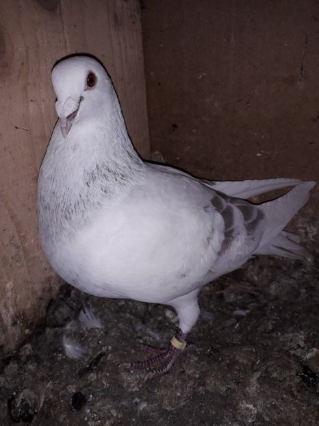  - PORUMBEI BRICOUX 2019 CRESCATORIA CARAMIDA ROBERT