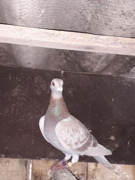  - PORUMBEI BRICOUX 2019 CRESCATORIA CARAMIDA ROBERT