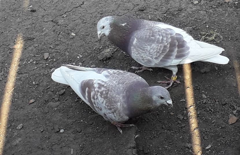  - PORUMBEI BRICOUX 2019 CRESCATORIA CARAMIDA ROBERT