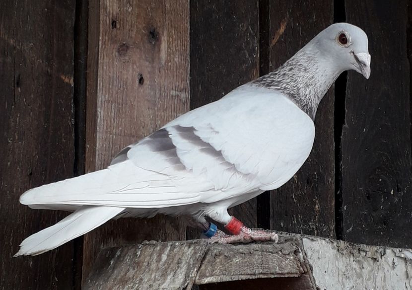  - PORUMBEI BRICOUX 2019 CRESCATORIA CARAMIDA ROBERT