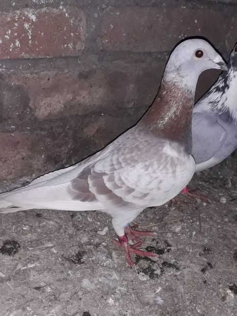  - PORUMBEI BRICOUX 2019 CRESCATORIA CARAMIDA ROBERT