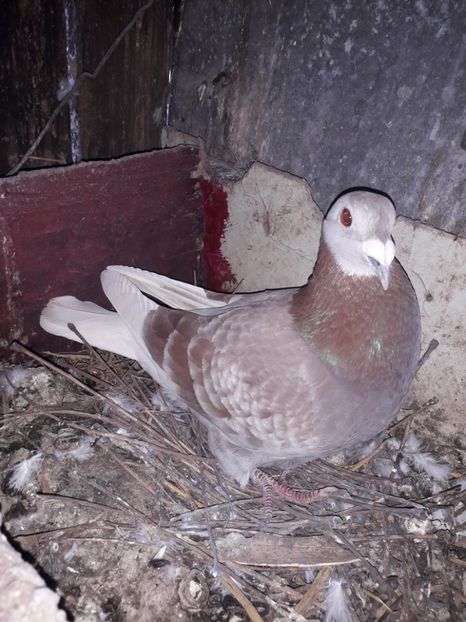  - PORUMBEI BRICOUX 2019 CRESCATORIA CARAMIDA ROBERT