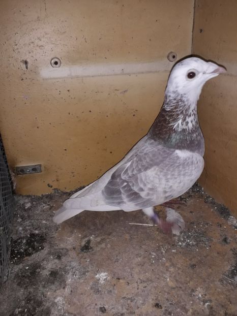  - PORUMBEI BRICOUX 2019 CRESCATORIA CARAMIDA ROBERT