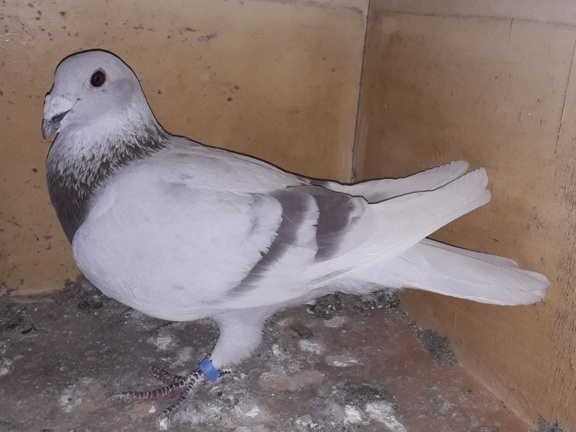  - PORUMBEI BRICOUX 2019 CRESCATORIA CARAMIDA ROBERT