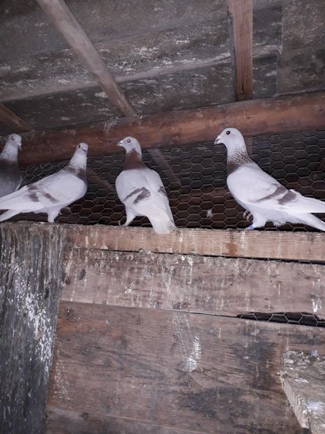  - PORUMBEI BRICOUX 2019 CRESCATORIA CARAMIDA ROBERT