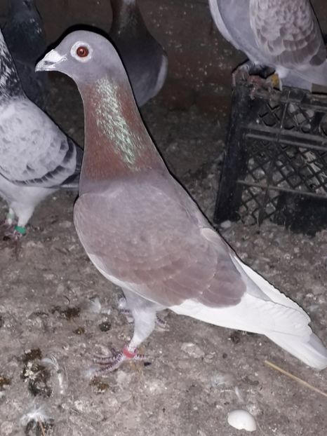  - PORUMBEI BRICOUX 2019 CRESCATORIA CARAMIDA ROBERT