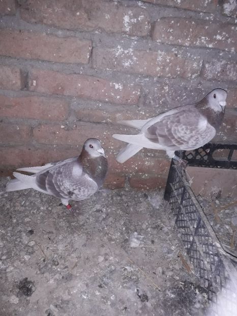  - PORUMBEI BRICOUX 2019 CRESCATORIA CARAMIDA ROBERT