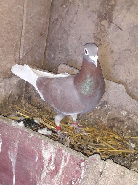  - PORUMBEI BRICOUX 2019 CRESCATORIA CARAMIDA ROBERT