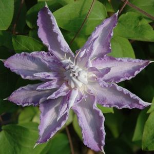 clematis_thyrislund_5 - THYRISLUND