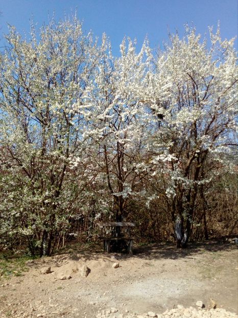  - Primavara in curte 2019