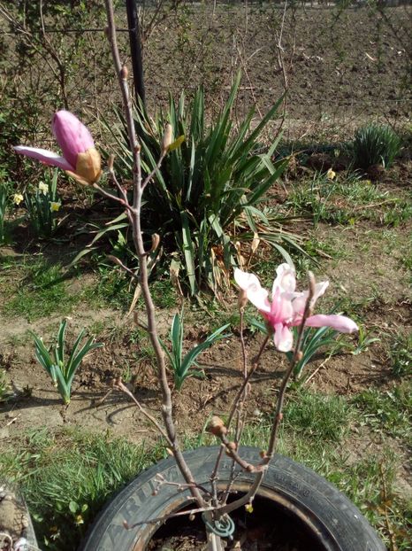  - magnoliile mele