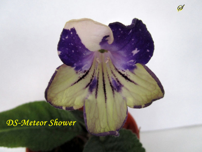 DS-Meteor Shower(10-04-2019) - Streptocarpusi 2019