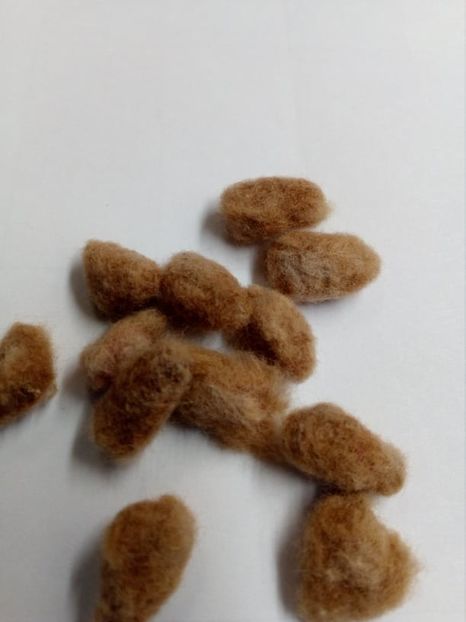  - Z SEMINTE BUMBAC MARON - SEA ISLAND BROWN COTTON