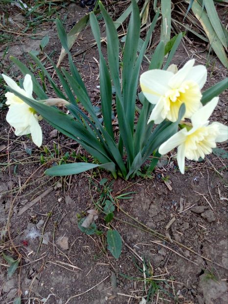  - Primavara in curte 2019