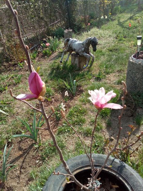  - magnoliile mele