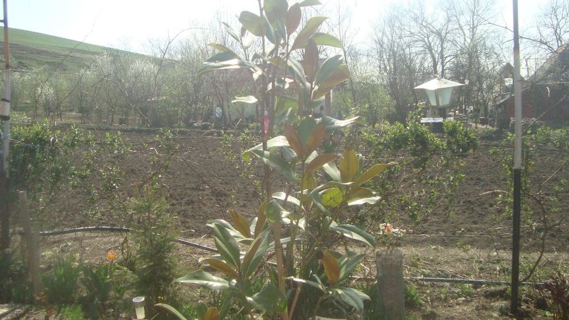  - Primavara in curte 2019