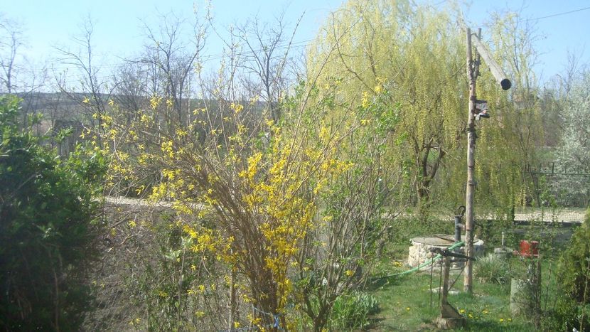  - Primavara in curte 2019