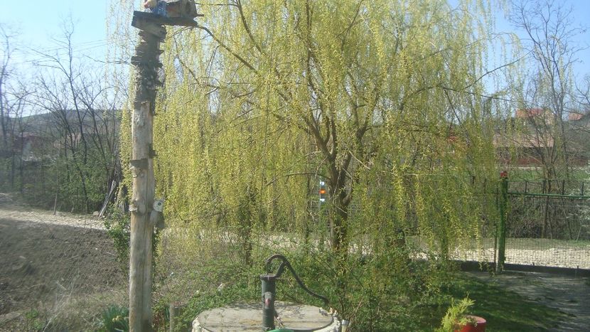  - Primavara in curte 2019