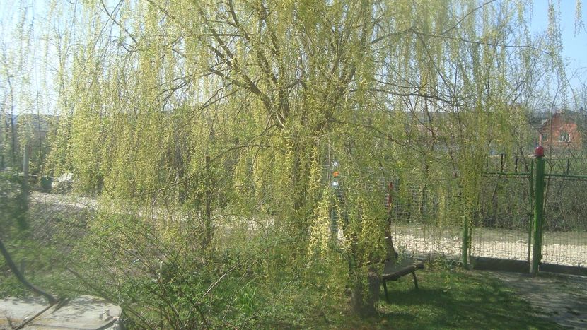  - Primavara in curte 2019