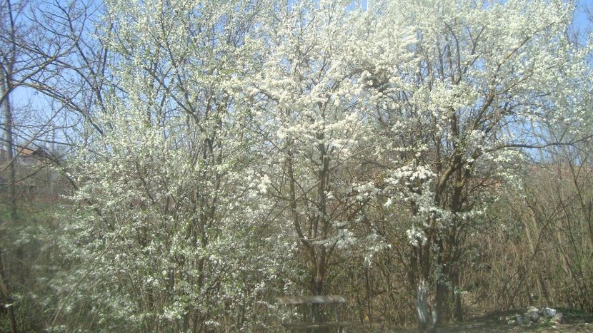  - Primavara in curte 2019