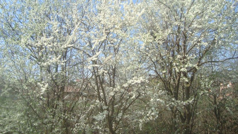  - Primavara in curte 2019