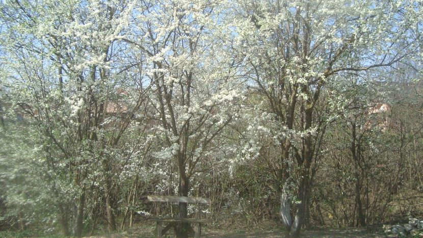  - Primavara in curte 2019