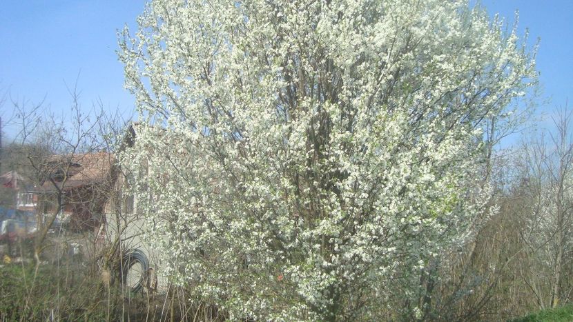  - Primavara in curte 2019