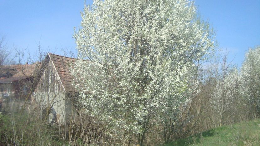  - Primavara in curte 2019