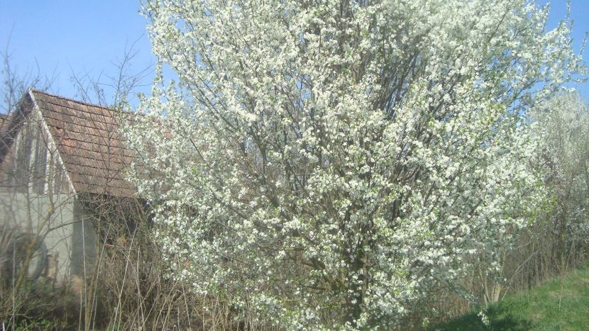  - Primavara in curte 2019