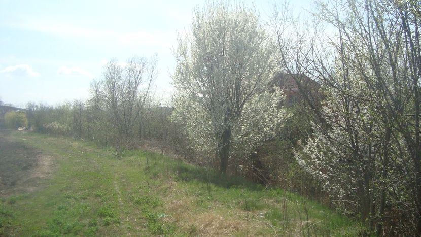  - Primavara in curte 2019