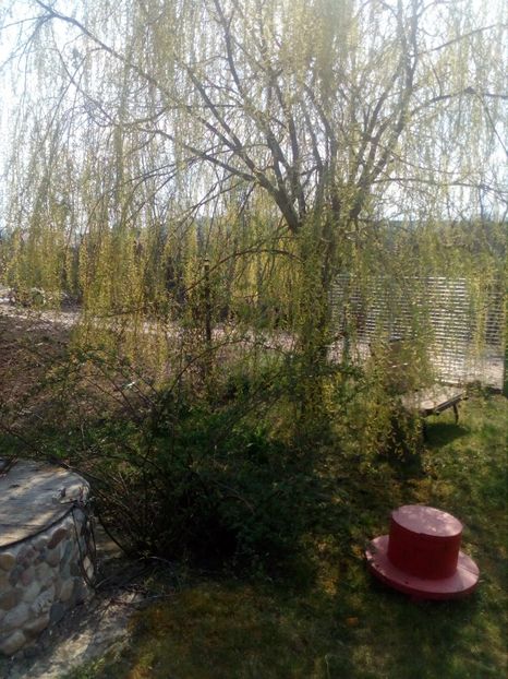  - Primavara in curte 2019